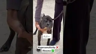 #abscess #diagnosis  #important #pets #beaware #dog #cat #care #stray #pethealth #help #treatment