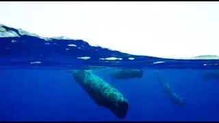 Behind the Scenes of Sperm Whale Cam | Blue Planet II |BBC Earth