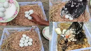hen harvesting duck egg hatching
