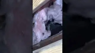 Уже несколько месяцев слышно, как что-то скребут в стене, поэтому мы проверили.