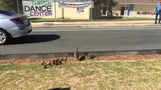 Ducks crossing Wildflower Park to get to Wildwood Elementary school