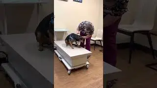A demonstration of our fear free examination tables