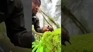 AttenboroughLongBeakedEchidnaCam Vlog Camera on Critically Endangered Zaglossus attenboroughi &ndash; New