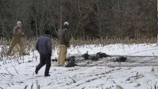 Trapping and relocating turkeys from Barry County to Lake County