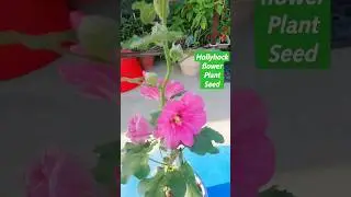 hollyhock🌸flower plant at my home garden #hollyhock #plant #flowers #garden #farming #plants #shorts