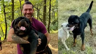 Leroy's progress from aggressive breeding dog to gentle giant is remarkable | Lee Asher