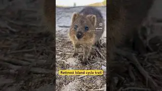 Rottnest Island cycling 🚴🏼