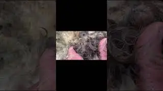 Spotting and Treating Flystrike in Sheep