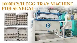 Small Scale Egg Tray Machine Delivered to Senegal: Test Run & Shipment Showcase! Paper Tray Machine