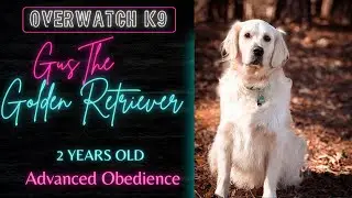 Gus | 2 Year Old Golden Retriever | Advanced Obedience | Before and After | OverWatch K9 Academy 