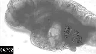 New advances in stem-cell derived mouse embryo model