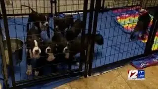 Why is almost every local animal shelter full right now?