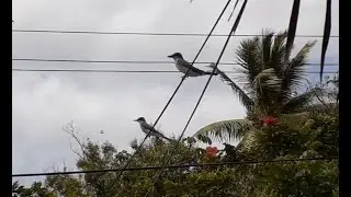 The gray kingbird, or pitirre- by Cintron Productions