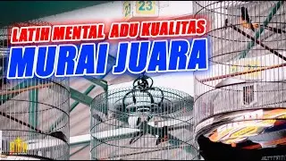 BATTLE FOR CHAMPIONS! SIMULASI LOMBA MURAI BATU TARUNG FIGHTER