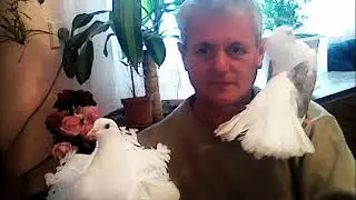 PORUMBEI SATULUI BRANISTE