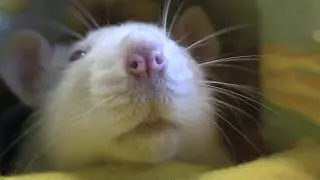 Ex-Lab Rat Willow Living Her Life Out of the Lab