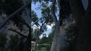 Storm Damaged Tree Removal