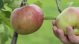It's apple picking season! Here are some of the best spots in the Bay Area