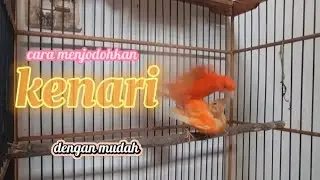 cara menjodohkan kenari merlok / merah lokal