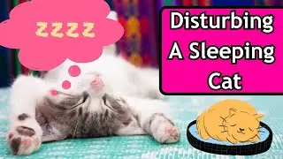 Is It Okay To Wake Up A Sleeping Cat?