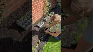Autumn & Winter Bedding Plants
