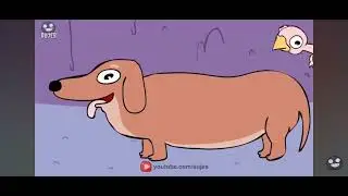 un perro salchicha gordo bachicha toma solcito ala orilla del mar