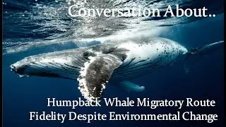 Whales migration and survival in world of changing environment. Conversation about humpback whales