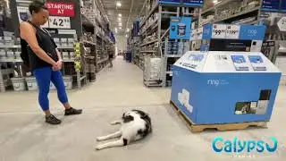 Kai the Australian Shepherd