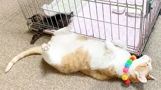 子猫のそばにいてあげる先住猫