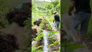 Spreading agricultural lime to prevent fungus #farming #agriculture #shorts