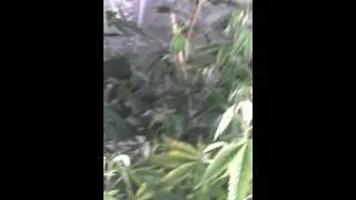 420Shorty & Magnesium deficiency