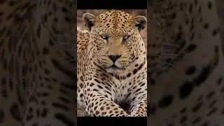 Majestic Leopard in Action: Stunning Wildlife Moment Caught on Camera 🐆