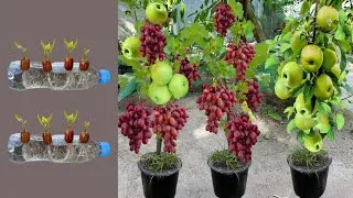 Unique Skill For Grafting Grapes and Apples With Aloe Vera & Onion, growing Apple trees mixed grapes