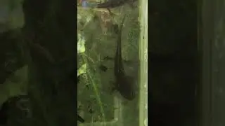 Salamander Larvae at vernal pool in woods Connecticut