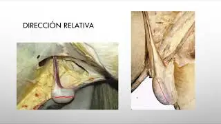 Aparato Genital Masculino