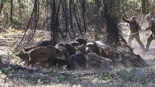 Ферма охвачена паникой из-за вторжения диких кабанов — как защитить имущество?