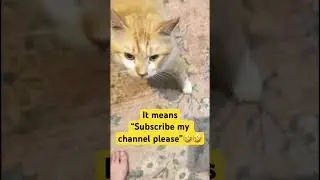 Begging Cat for Subscribe His New Channel #cat #funnycats #adorable #cuteanimal #clingypet