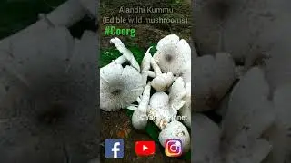 Alandhi Kummu (Edible Wild Mushrooms) #Coorg #Virajpet #yamisplanet