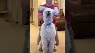 Elephant Song Trend! #cute #dog #doodle