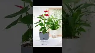 Effortless Plant Care: ArStore's Self-Watering Flowerpot Review