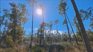 FREE CAMPING FLORIDA WOLF POND SOUTH