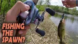 Catching Spawning Bass From The Bank