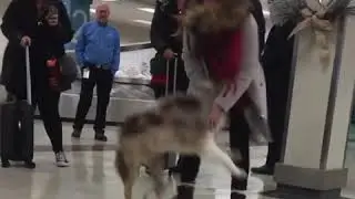 Excited Dog Greets His Owner At Airport | #Shorts