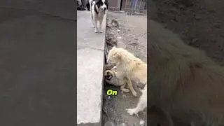 Самая известная собака в мире КИНГ ЧАРЛЬЗ