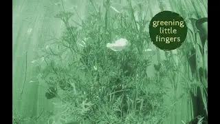 California Poppy Timelapse | Greening Little Fingers