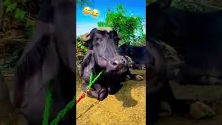 Buffalo Fun in the Village! 