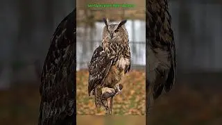The Eurasian Eagle Owl &ndash; The Silent Predator of the Night