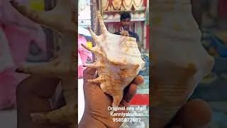 RAM RAM LAXMAN SEA SHELL KANNIYAKUMARI, 9585072602. ONLINE DELIVERY. IN INDIA🇮🇳, THANK YOU