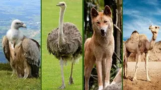 Desert Animals Eps 99- Camel, Oryx, Gecko, Dingo, Scorpion, Snake, Fox, Vulture, Ibex, Goat