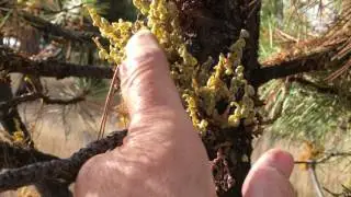 Dwarf mistletoe in Ponderosa Pine,  near Spray Oregon